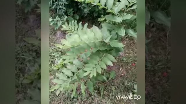 20 июля. Лютики цветочки у меня в садочке. смотреть онлайн