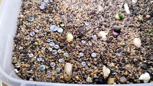 Литопсы из семян. 2,5 месяца. Начали линять. смотреть онлайн