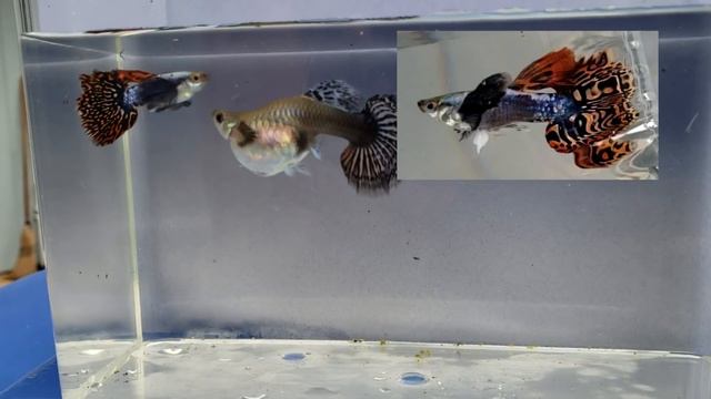 VERY Pregnant Dumbo Mosaic Guppy смотреть онлайн