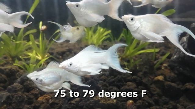 5 Facts about the Platinum King Balloon Molly смотреть онлайн