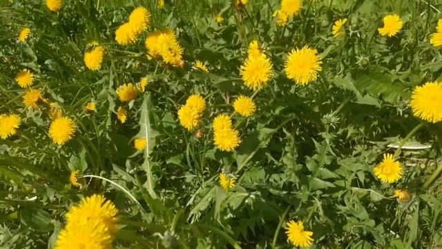 Что лечит одуванчик | Лечебные свойства одуванчика | Применение смотреть онлайн