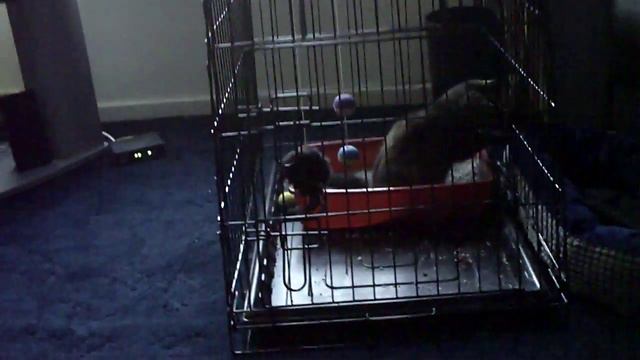 Cat Litter Tray Part 1 смотреть онлайн