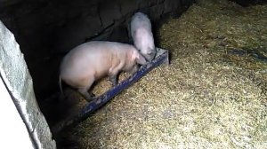 Чем лечить чесотку у свиней