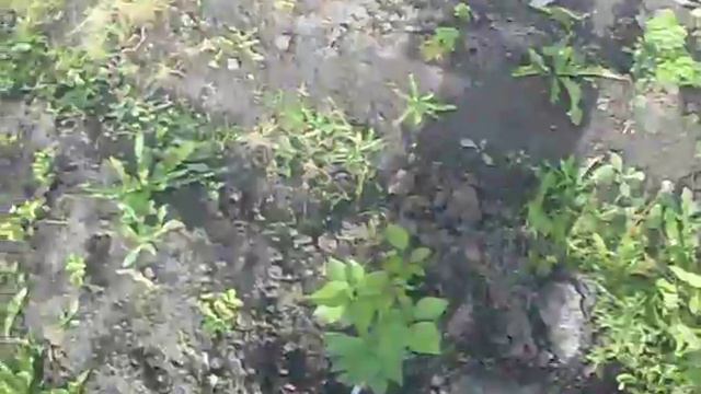 ожина в Сквирі-- початок смотреть онлайн