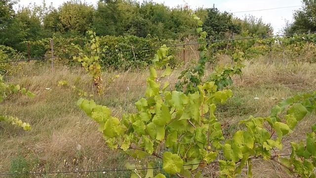 СОРТ ВИНОГРАДА ПЛАТОВСКИЙ. Срываем урожай 2.08.2019 года! смотреть онлайн
