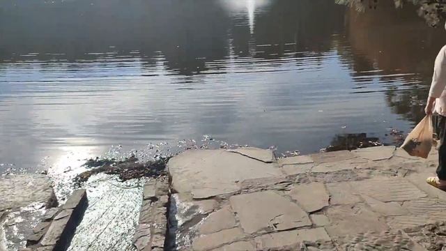Прогулка по Sims Lake Park Атланта Джорджия смотреть онлайн