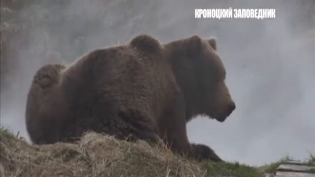 Заповедные истории - Кроноцкий заповедник смотреть онлайн