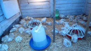 Выращивание бройлеров в домашних условиях! Важная информация