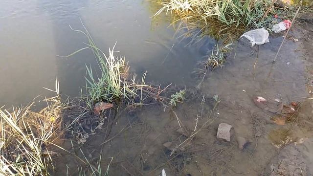 Рыбалка змееголов. R 2