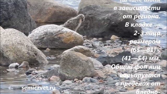 ?? Серебристые Чайки воспитывают птенца. Белое море. Заполярье смотреть онлайн