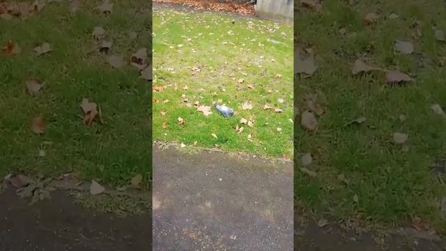 The Fat Bastard Pigeon