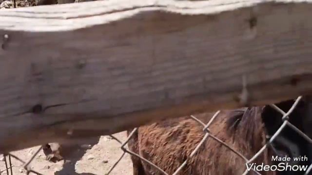 Кибуц "Эйн Геди" смотреть онлайн