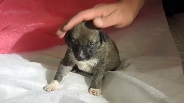 Дворняги дяди Миши смотреть онлайн