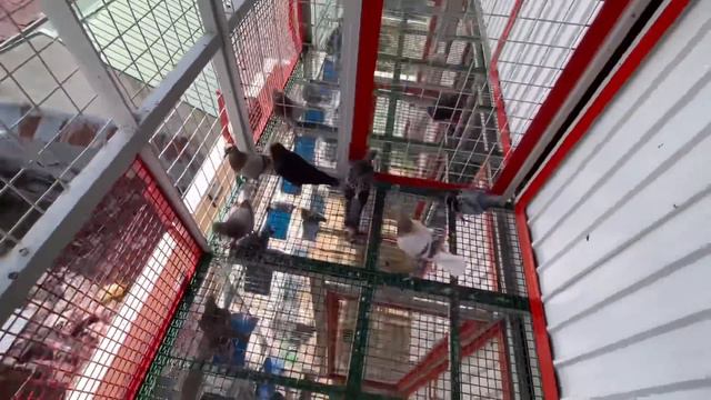 EP199 -ANG TINDE NG HOMING INSTINCT NAKA UWI KPA смотреть онлайн
