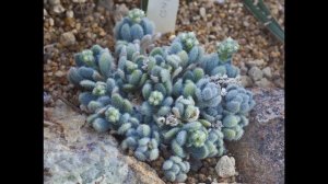#Suculentadodia! | Sedum Hintonii