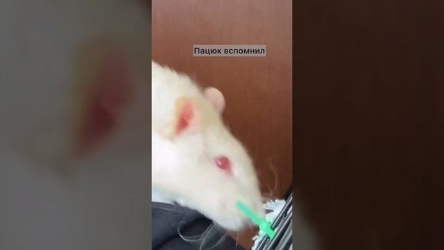 Сила воли характер / как у пацюка получается ? смотреть онлайн