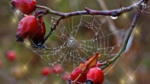 Кедрин "Бабье лето"