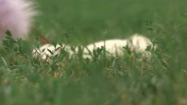 Как лучше содержать хорьков в домашних условиях смотреть онлайн