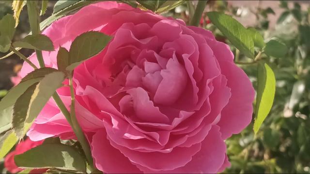 ROSES🌹🌺💐pinks, розовые РОЗЫ🌹🌹🌹🌸🌹🌸🌸 смотреть онлайн