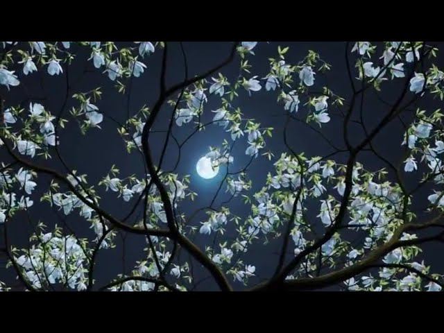 #МоёПритяжение особенно сильное ©EtoLubov ⚫ЛунноеЗатмение ⚪ПолноЛуние смотреть онлайн