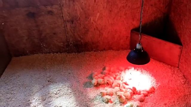 А вот и пополнение! Чем кормить цыплят бройлеров. смотреть онлайн