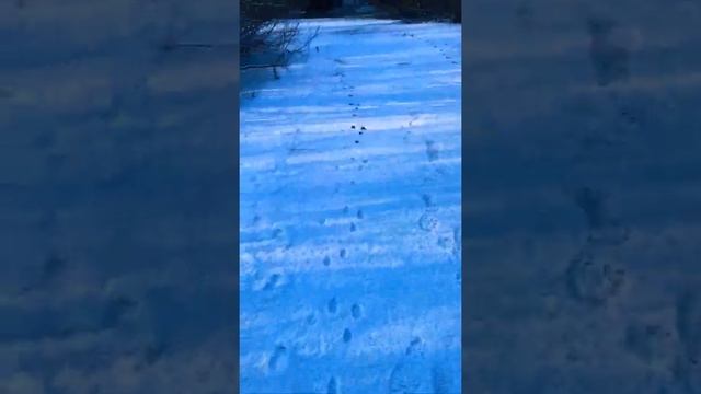 Гомель.рб.Тропление. Ставим петли на зайца зимой! Волчьи следы в пяти км. от села. Река замёрзла. смотреть онлайн