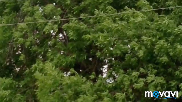 История моих курятников. Кто в них жил раньше. смотреть онлайн