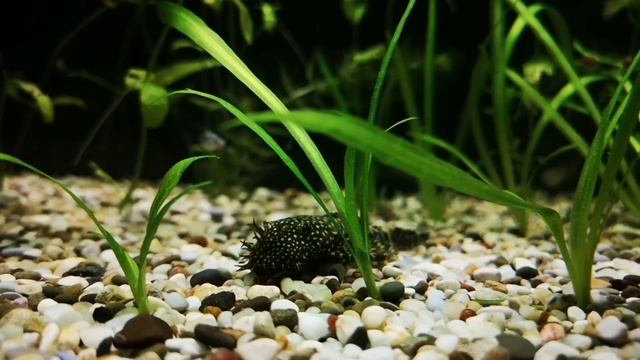 МАЛЬКИ ГУППИ. СОДЕРЖАНИЕ И КОРМЛЕНИЕ смотреть онлайн