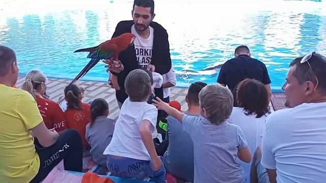 Дельфинарий Шарм эль шейх ARA PARROT. Egypt. смотреть онлайн