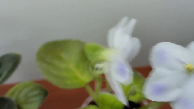 фиалочки мини Н.Д Мурзилка, Н.К.Чудо природы смотреть онлайн