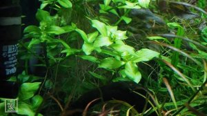 Людвигия в моих аквариумах