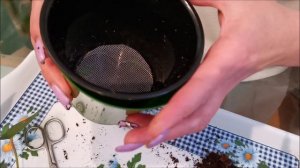 Что делать, после покупки антуриума с рук?