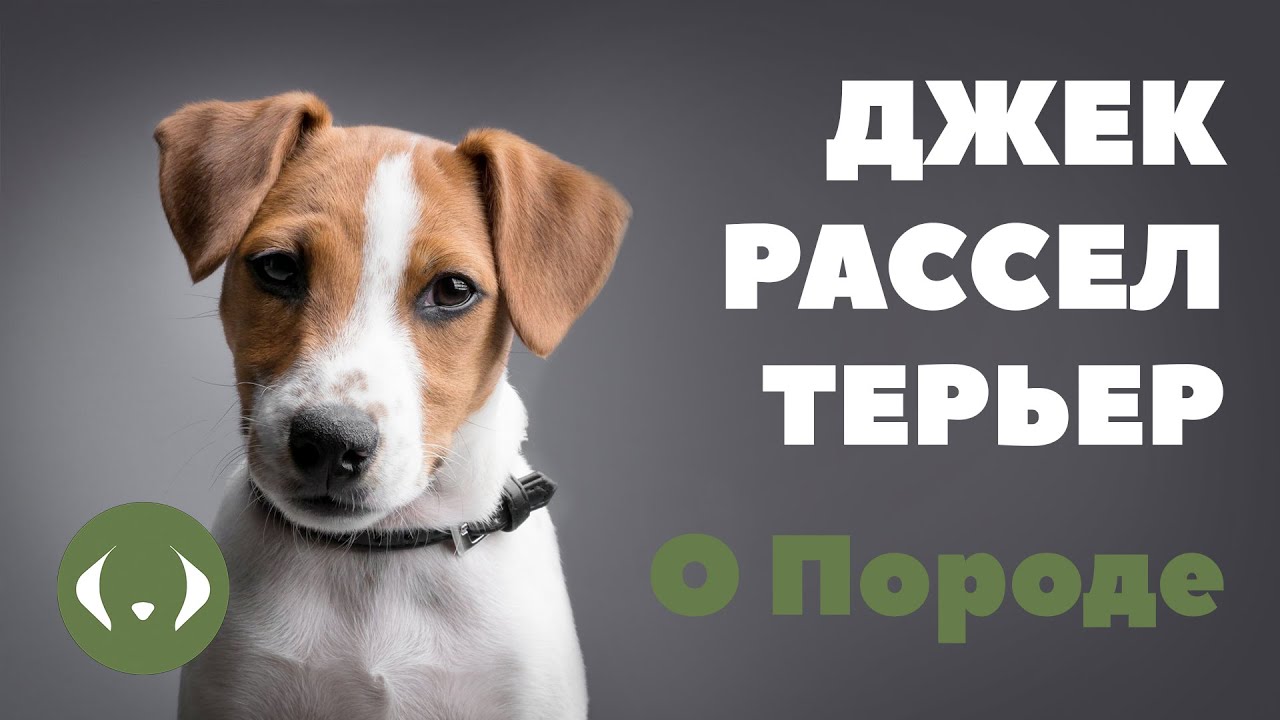 Джек-рассел-терьер - О породе - Как выбрать щенка Джек-рассел-терьера? смотреть онлайн
