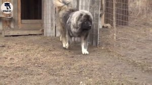 ✔ Кавказская овчарка, плюсы и минусы. Особенности содержания породы