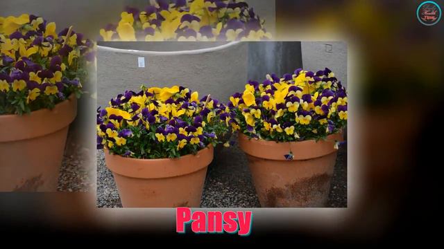 10 Easy To Grow Flowers For The Beginner Gardener смотреть онлайн