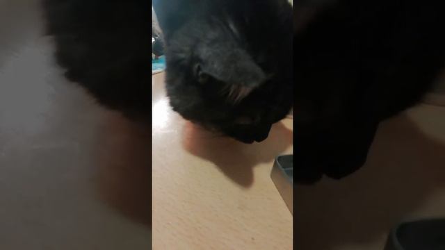 Краснаухая черепаха саветы. смотреть онлайн