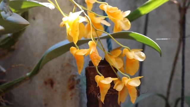 Beautiful Orchids Dendrobium lindleyi Dendrobium aggregatum Dendrobium crepidatum смотреть онлайн