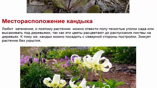 Род Кандык насчитывает 25 видов и несколько разновидностей и форм смотреть онлайн