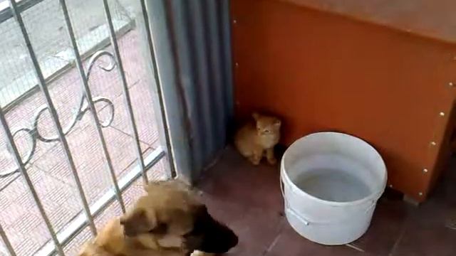 Злой пес против дикого хищного кота смотреть онлайн