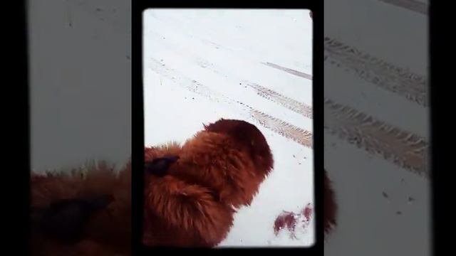 Милая собака чара смотреть онлайн