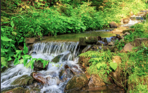 Звуки леса после сильного дождя, расслабляющие звуки природы ✦ релакс ✦ relax