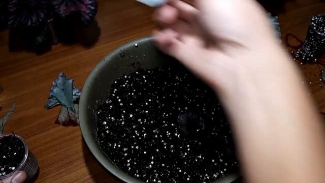 ??? Размножение бегоний, успех на 99% смотреть онлайн