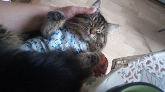 Сибирская Кошка после стерилизации / зачем нужна стерилизация смотреть онлайн