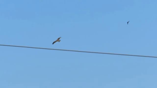 Коршун смотреть онлайн