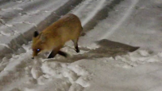 Ручная лиса. Ольховское днс. смотреть онлайн