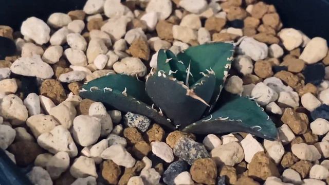 2023/3/12 アガベ・チタノタ 海王（芽）-012｜agave titanota aqua man смотреть онлайн