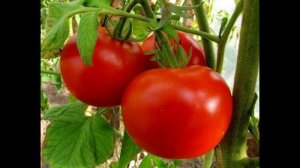99. Ультраранние, скороспелые сорта ТОМАТОВ. Приготовила для вас подборку хороших сортов.