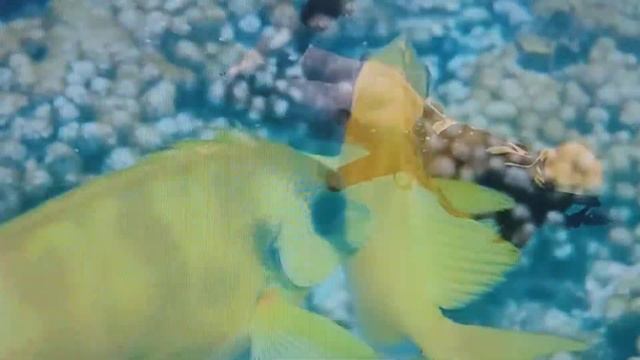 Акваріум 4К Відео - Красиві коралові рифові риби - Музика для медитації, розслабляє сон