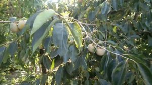 Хурма РОССИЯНКА! Морозостойкость/Иммунитет/Требования/Полив/Сбор.