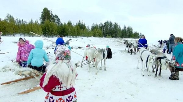 День оленевода.